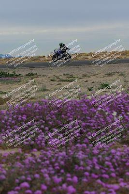 media/Jan-14-2023-SoCal Trackdays (Sat) [[497694156f]]/Turn 14 Exit Bloomig (145pm)/